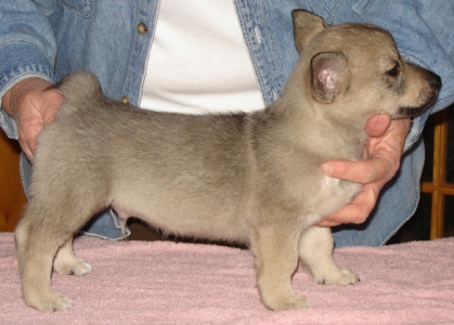 emil x maggie litter